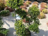 Ilex crenata bonsai schaal - afbeelding 1 van  2