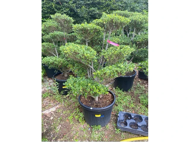 Ilex crenata bonsai - afbeelding 1 van  2