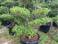 Ilex crenata bonsai - afbeelding 1 van  2
