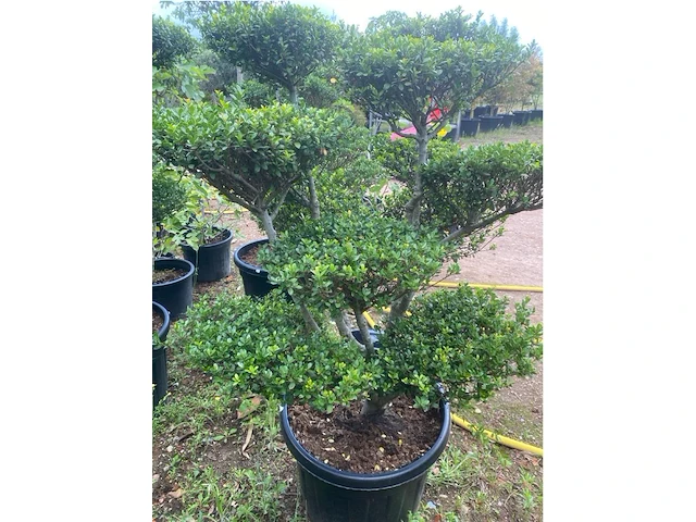 Ilex crenata bonsai - afbeelding 2 van  2