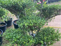 Ilex crenata bonsai - afbeelding 2 van  2