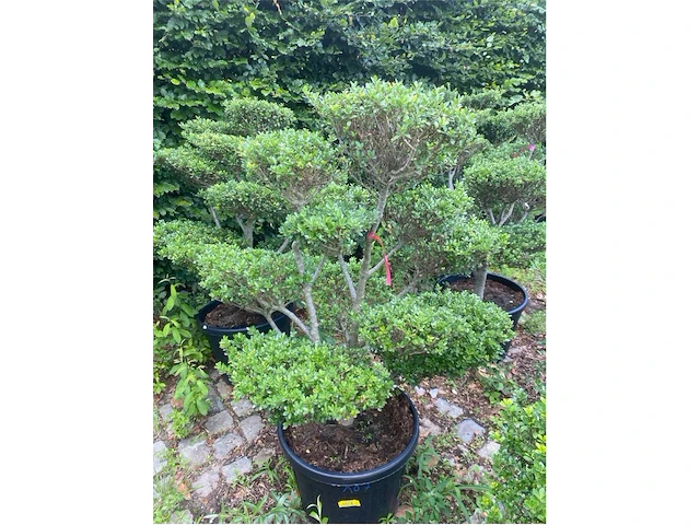 Ilex crenata bonsai - afbeelding 1 van  2