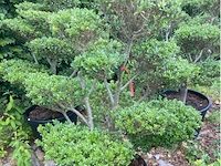 Ilex crenata bonsai - afbeelding 1 van  2