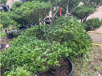 Ilex crenata bonsai - afbeelding 2 van  2