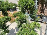 Ilex crenata bonsai - afbeelding 1 van  2