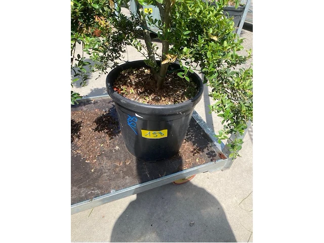 Ilex crenata bonsai - afbeelding 2 van  2