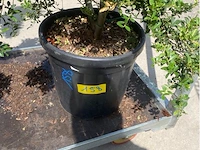 Ilex crenata bonsai - afbeelding 2 van  2