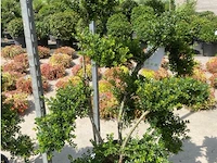Ilex crenata bonsai - afbeelding 1 van  1