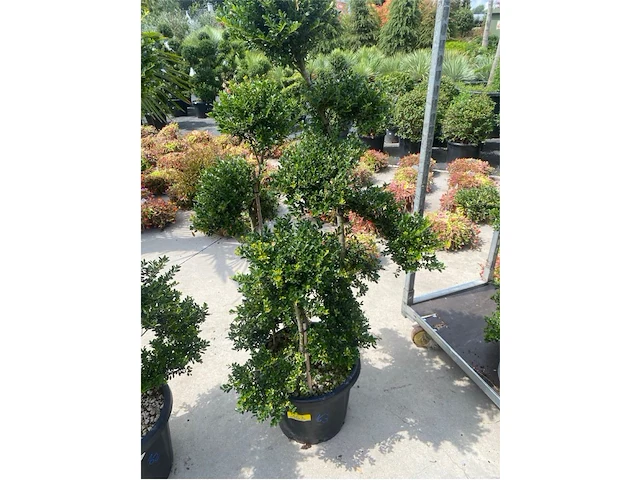 Ilex crenata bonsai - afbeelding 1 van  1