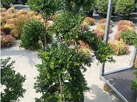 Ilex crenata bonsai - afbeelding 1 van  1