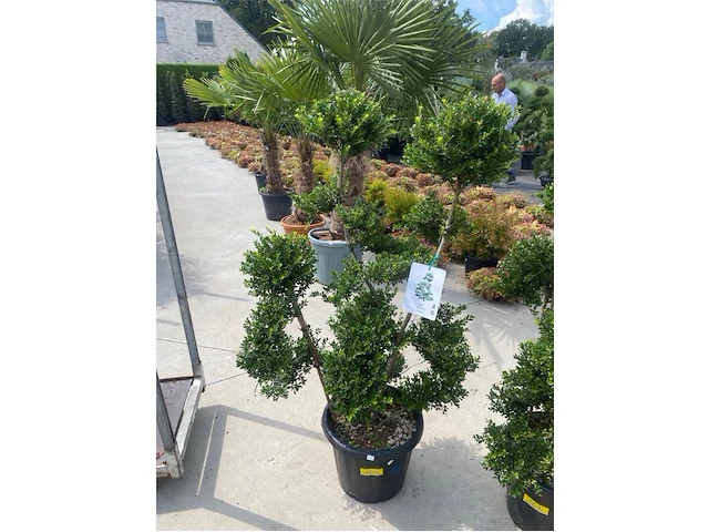 Ilex crenata bonsai - afbeelding 1 van  1