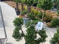 Ilex crenata bonsai - afbeelding 1 van  1