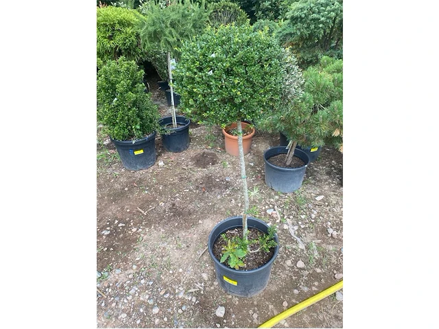 Ilex crenata - afbeelding 1 van  2