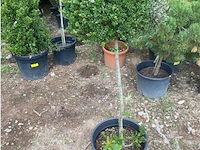 Ilex crenata - afbeelding 1 van  2