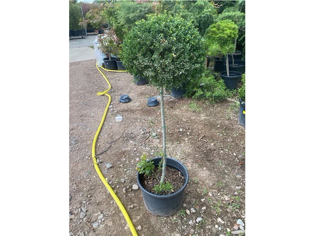 Ilex crenata - afbeelding 2 van  2