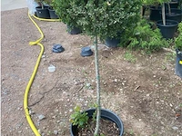 Ilex crenata - afbeelding 2 van  2
