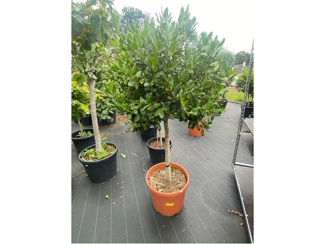Ilex - afbeelding 1 van  2