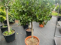 Ilex - afbeelding 1 van  2