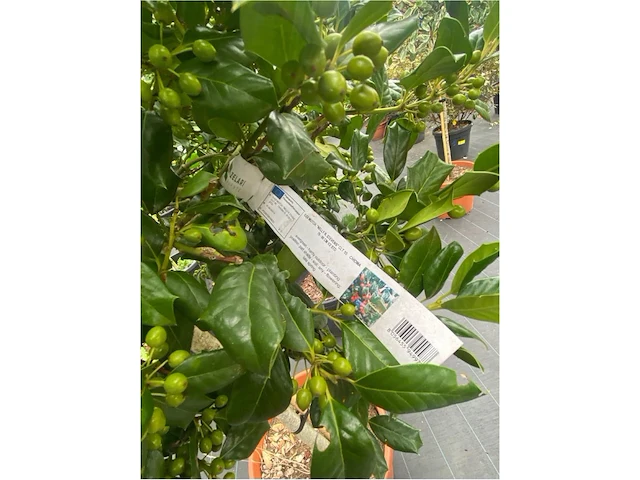 Ilex - afbeelding 2 van  2