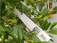 Ilex - afbeelding 2 van  2