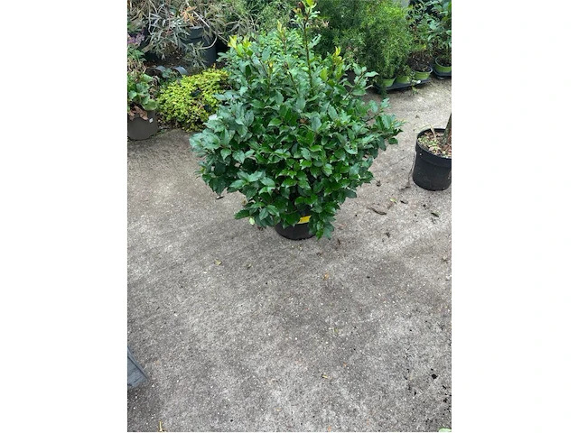 Ilex - afbeelding 1 van  2