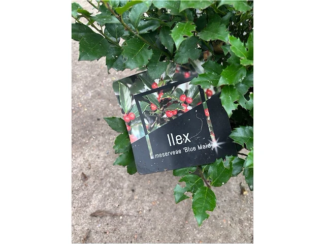 Ilex - afbeelding 2 van  2