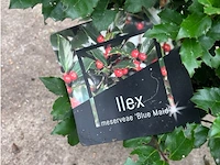 Ilex - afbeelding 2 van  2