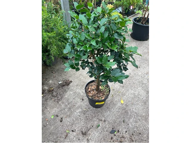 Ilex - afbeelding 1 van  2