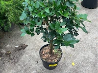 Ilex - afbeelding 1 van  2