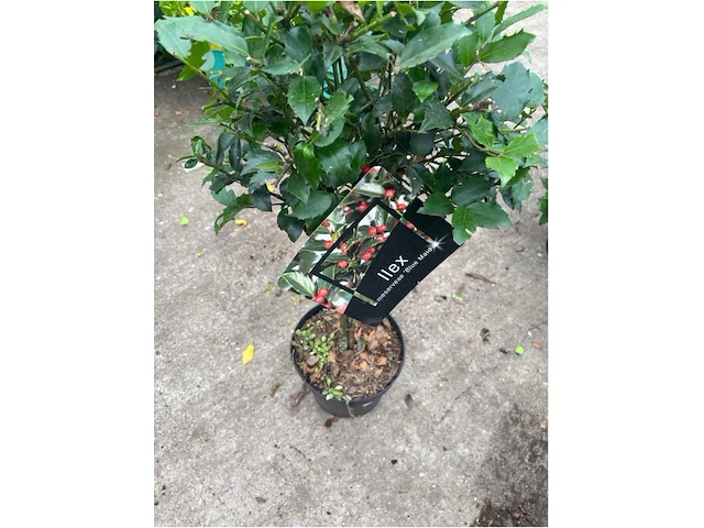 Ilex - afbeelding 2 van  2