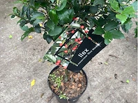 Ilex - afbeelding 2 van  2