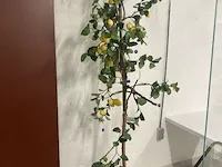 Imitatie citroenboom - afbeelding 1 van  4