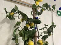 Imitatie citroenboom - afbeelding 4 van  4