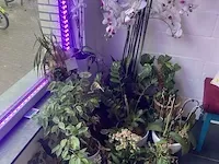 Imitatieboom - afbeelding 4 van  8