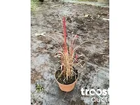 Imperata red baron - afbeelding 4 van  7