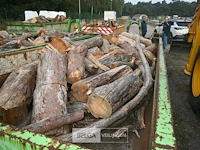 Inhoud container stookhout. - afbeelding 3 van  4