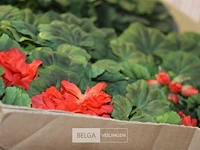 Inhoud pallet partij div plastic bloemen - afbeelding 4 van  4