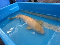 Japanse koi vis karaschigoi - afbeelding 3 van  6