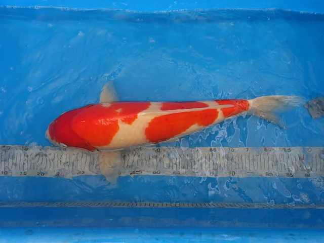 Japanse koi vis kohaku - afbeelding 1 van  5