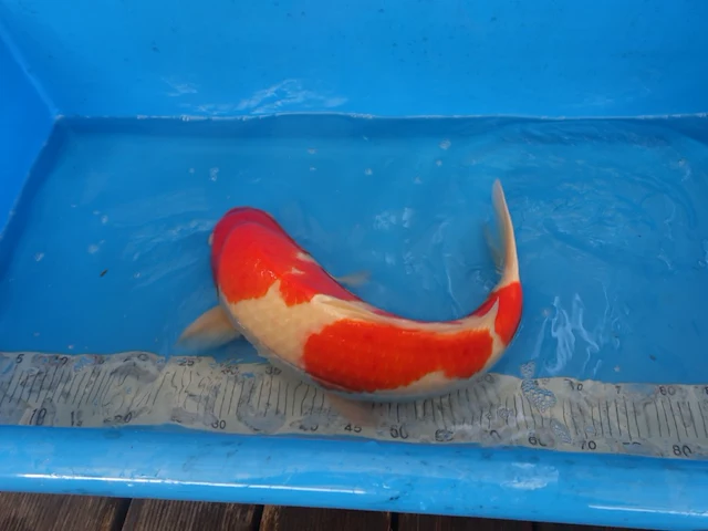 Japanse koi vis kohaku - afbeelding 2 van  5