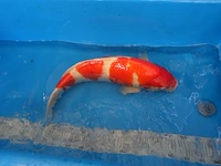 Japanse koi vis kohaku - afbeelding 3 van  5