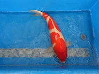 Japanse koi vis kohaku - afbeelding 5 van  5