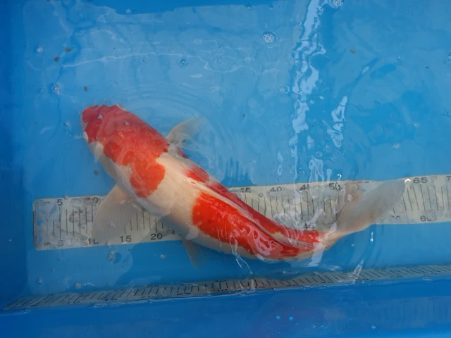 Japanse koi vis kohaku - afbeelding 1 van  5