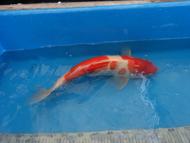 Japanse koi vis kohaku - afbeelding 2 van  5