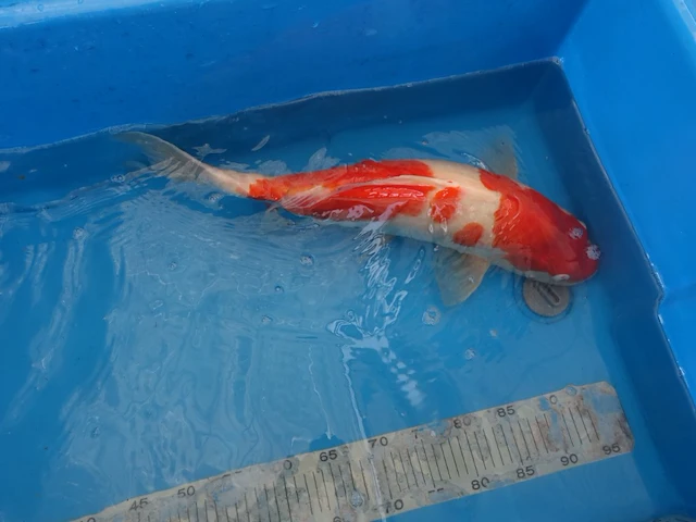 Japanse koi vis kohaku - afbeelding 3 van  5