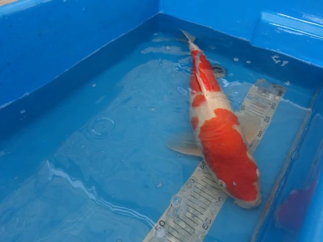 Japanse koi vis kohaku - afbeelding 4 van  5