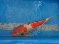 Japanse koi vis kohaku - afbeelding 5 van  5