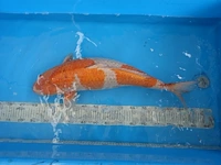 Japanse koi vis ochiba