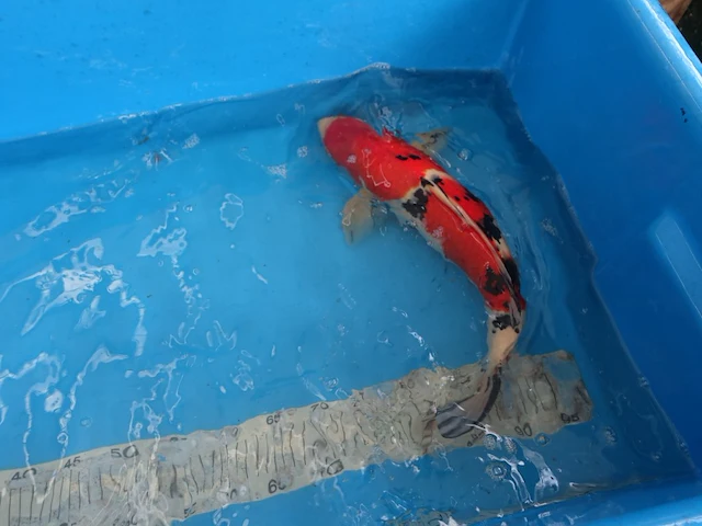 Japanse koi vis sanke - afbeelding 1 van  4