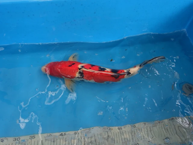 Japanse koi vis sanke - afbeelding 2 van  4